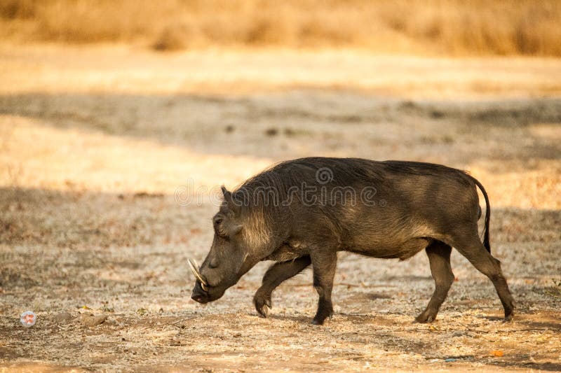 Warthog - Lake Mburo Uganda