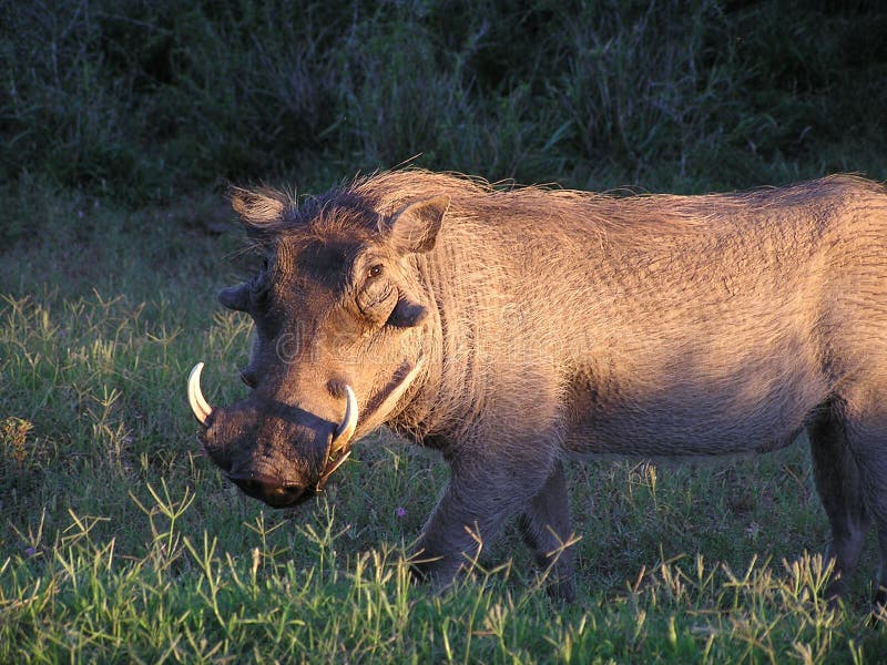 Warthog at sunrise