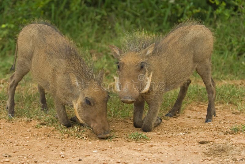 Warthog Twins