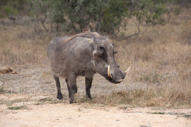 Warthog w Kruger parku narodowym fotografia royalty free Warthog w Kruger parku narodowym fotografia royalty free
