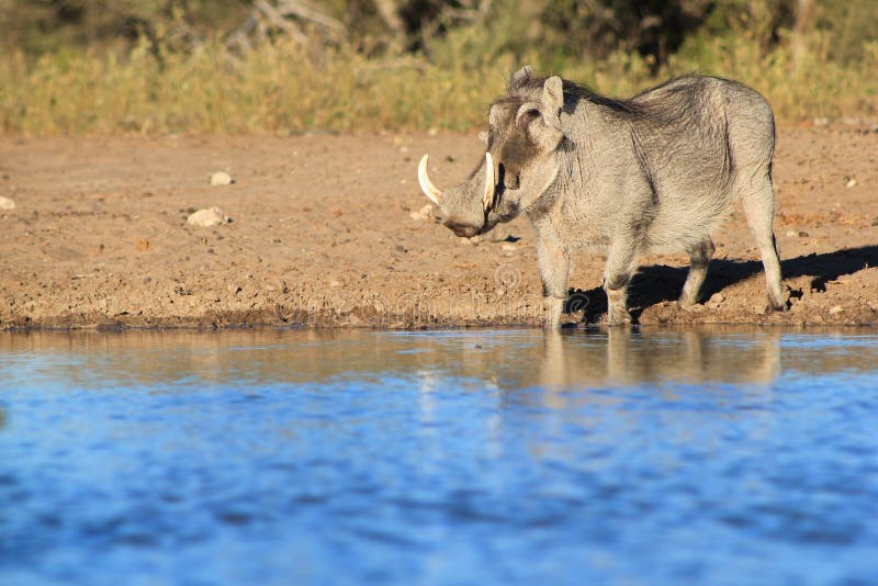 Warthog - африканская живая природа - портрет сини стоковое изображение Warthog - африканская живая природа - портрет сини стоковое изображение
