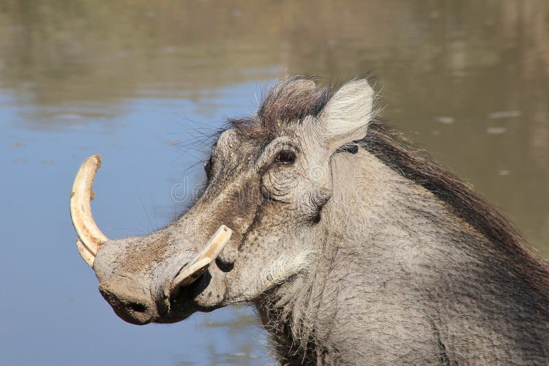 Warthog - африканская живая природа - сила бивня Potrait стоковые изображения rf Warthog - африканская живая природа - сила бивня Potrait стоковые изображения rf
