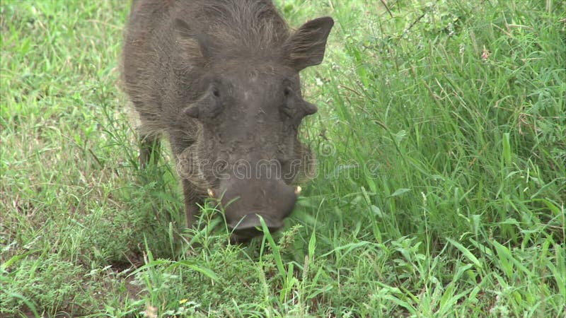 Warthog在灌木吃草