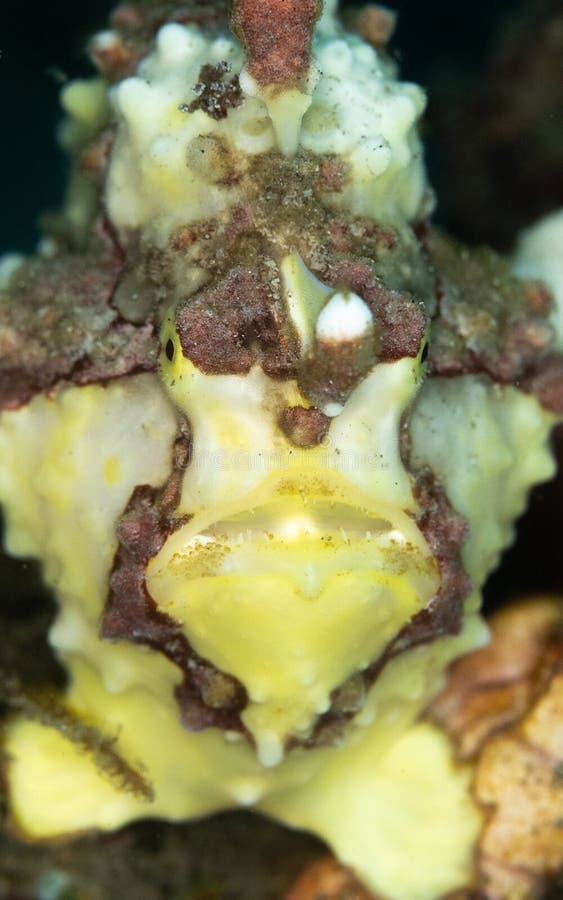 Warty frogfish, Antennarius maculatus. Lembeh, North Sulawesi royalty free stock images Warty frogfish, Antennarius maculatus. Lembeh, North Sulawesi royalty free stock images