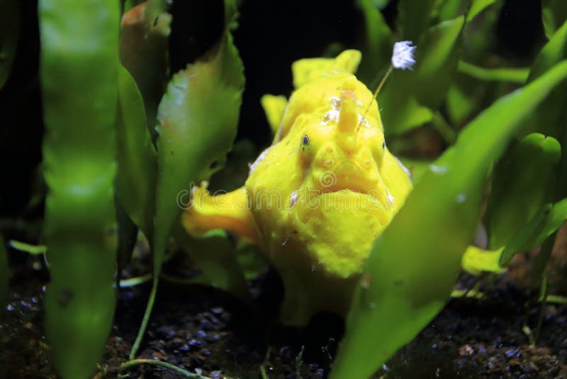 Warty frogfish