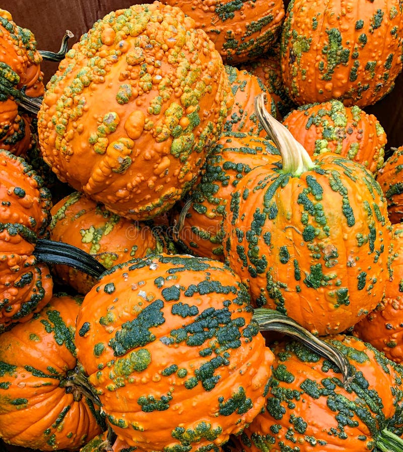 Warty Goblin Pumpkins in a Bulk Bin Stock Photo - Image of squash