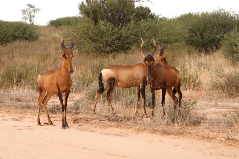 Wary Red Hartebeest