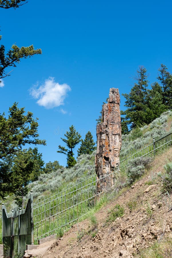 Petrified Tree In Yellowstone National Park Stock Photo Image Of