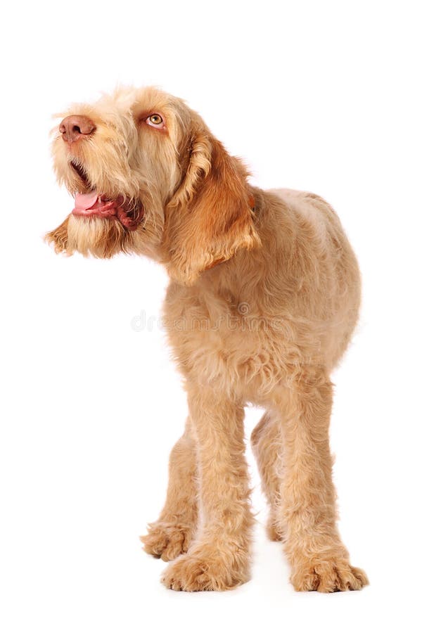 Spinone pup with humorous expression,looking a little bonkers. Spinone pup with humorous expression,looking a little bonkers.