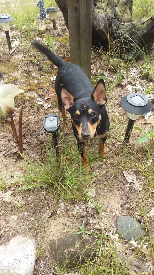 Dog with dirt on his head trying to look inocent, like he wasn't the one digging a hole. Dog with dirt on his head trying to look inocent, like he wasn't the one digging a hole.