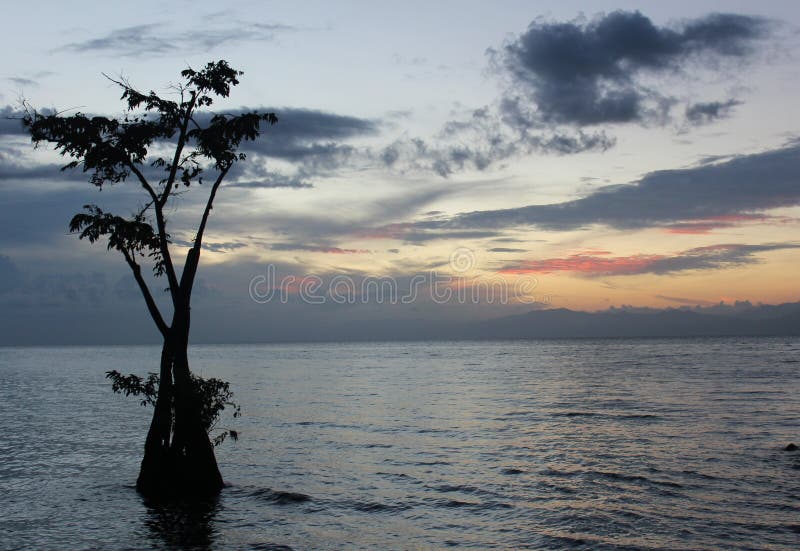 It was a solitary tree and I was a solitary man with a camera. Not far from the shore of the lake. Lake Izabal also known as the Golfo Dulce, is the largest lake in Guatemala with a surface area of 589.6 km². Maximum depth is 18 m (59 ft). The Polochic River is the largest river that drains into the lake. The lake, which is only a metre above sea level, drains into the Gulf of Honduras of the Caribbean Sea through the smaller Golfete Dulce, which is at sea level, and the navigable Rio Dulce. It was a solitary tree and I was a solitary man with a camera. Not far from the shore of the lake. Lake Izabal also known as the Golfo Dulce, is the largest lake in Guatemala with a surface area of 589.6 km². Maximum depth is 18 m (59 ft). The Polochic River is the largest river that drains into the lake. The lake, which is only a metre above sea level, drains into the Gulf of Honduras of the Caribbean Sea through the smaller Golfete Dulce, which is at sea level, and the navigable Rio Dulce.