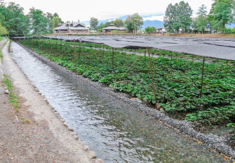 The Daio Wasabi Farm is One of Japan`s Largest Wasabi Farms in Stock