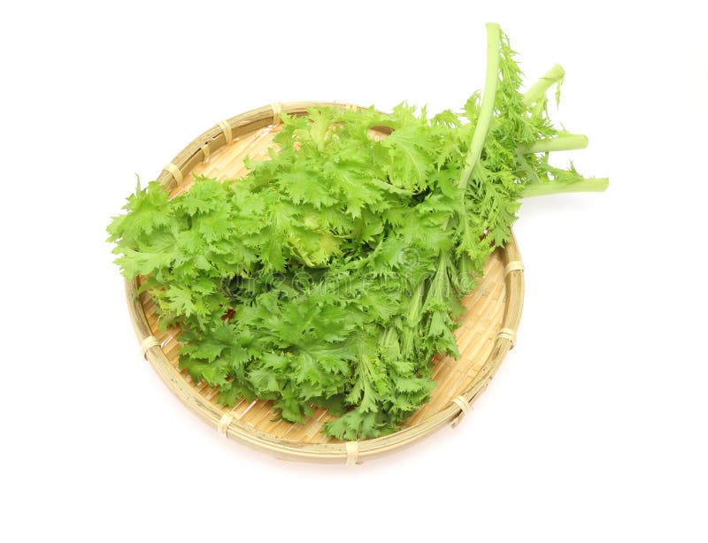 Wasabi GreensBrassica Juncea Stock Image Image of plant, health