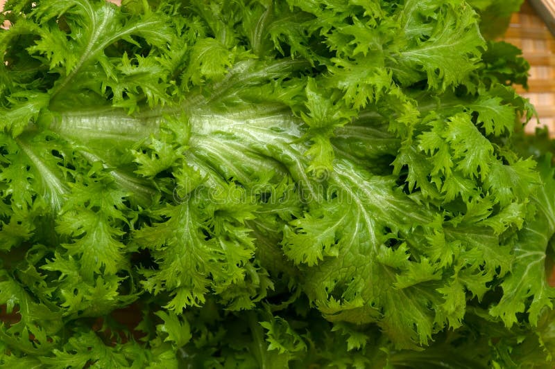 Wasabi GreensBrassica Juncea Stock Image Image of plant, health