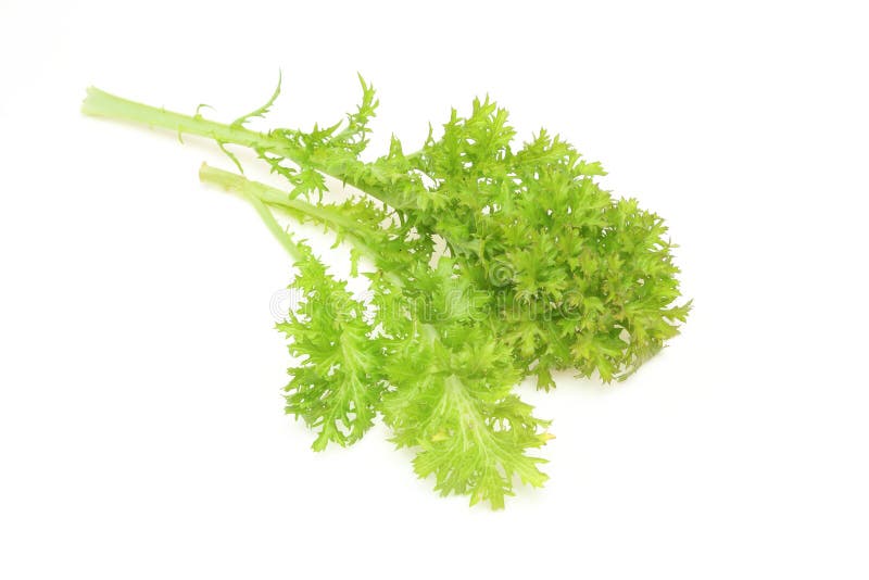 Wasabi GreensBrassica Juncea Stock Image Image of plant, health
