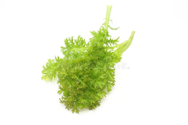 Wasabi GreensBrassica Juncea Stock Image Image of plant, health
