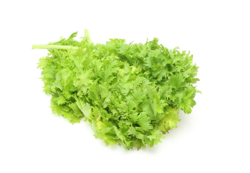 Wasabi GreensBrassica Juncea Stock Image Image of plant, health