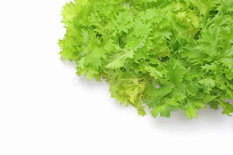 Wasabi GreensBrassica Juncea Stock Image Image of plant, health