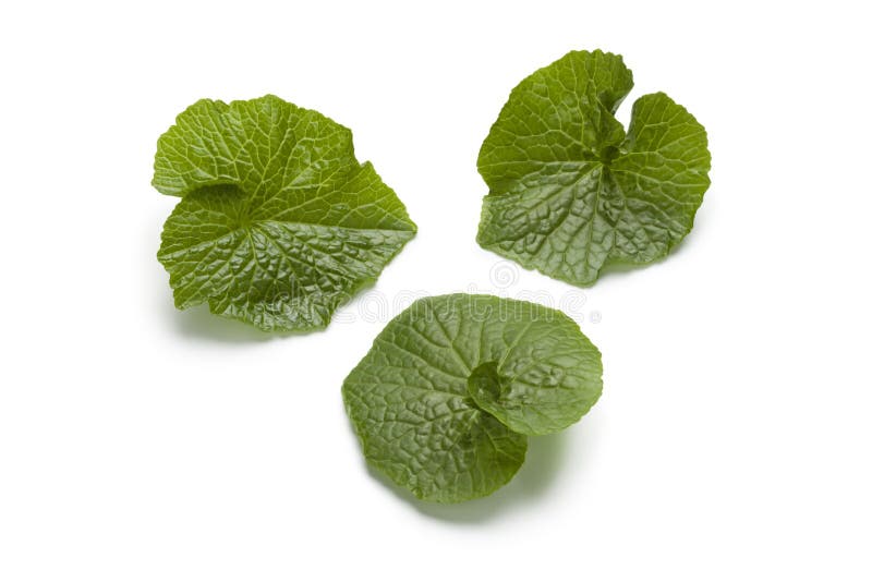Wasabi leaves stock image. Image of condiment, horseradish 39012061