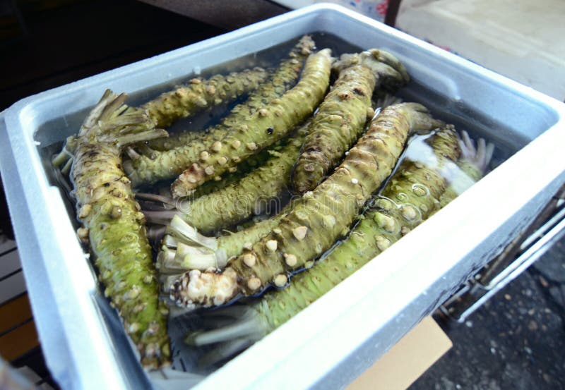 Wasabi Root at the Japanese Market. Stock Image Image of fresh