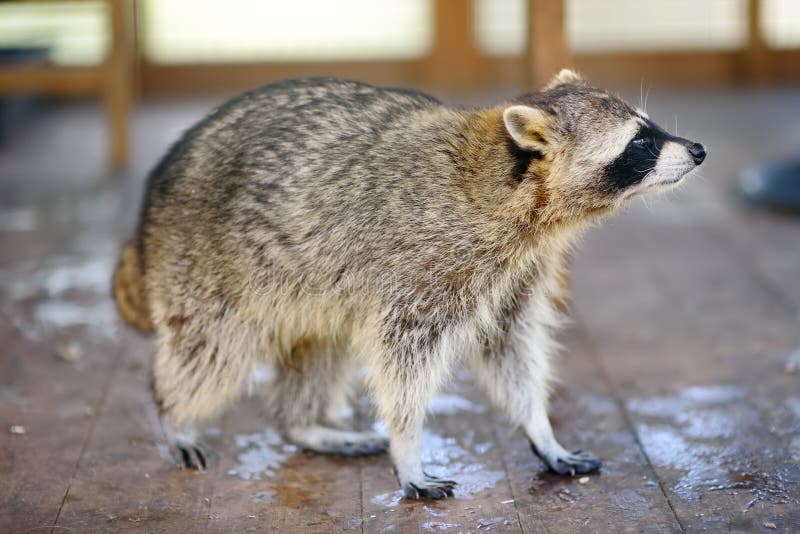 Wasbeer in een kooi van dierentuin stock afbeeldingen Wasbeer in een kooi van dierentuin stock afbeeldingen