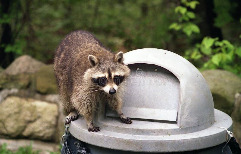 Waschbär auf Abfalldose lizenzfreie stockfotografie Waschbär auf Abfalldose lizenzfreie stockfotografie
