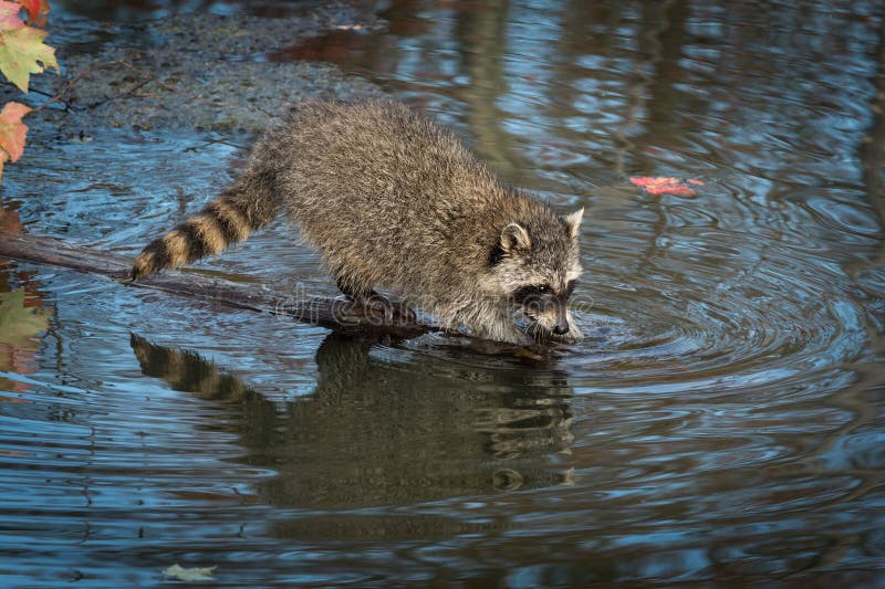 Waschbär (Procyon Lotor) Klettert Vorsichtig Weg Vom Klotz in Wasser