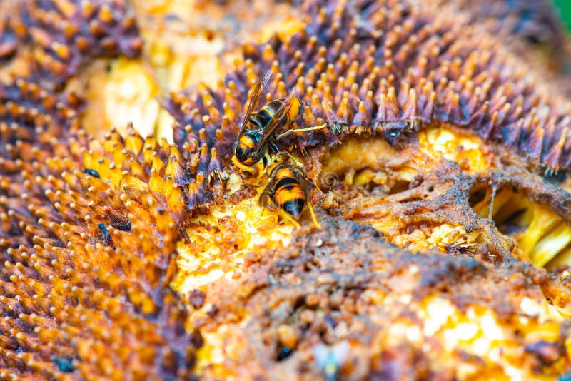 Wasp hornet on jack fruit, Thailand. Wasp hornet on jack fruit, Thailand