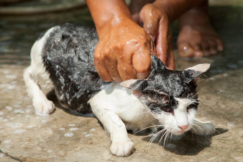 Wash cat stock image. Image of cute, spray, dirty, kitty 52264157
