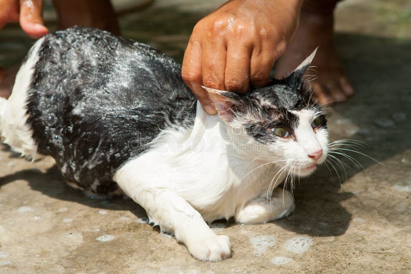 Wash cat stock image. Image of hand, wash, kitty, bath 52264185