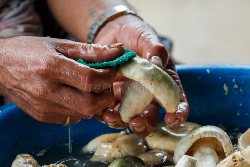 Wash vegetables mushrooms stock photo. Image of mixer 31625622