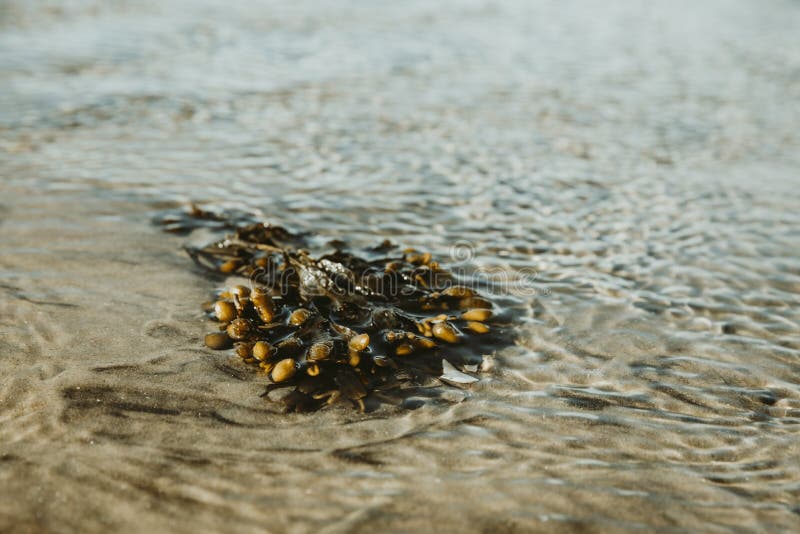 Washed-up green kelp on the beach