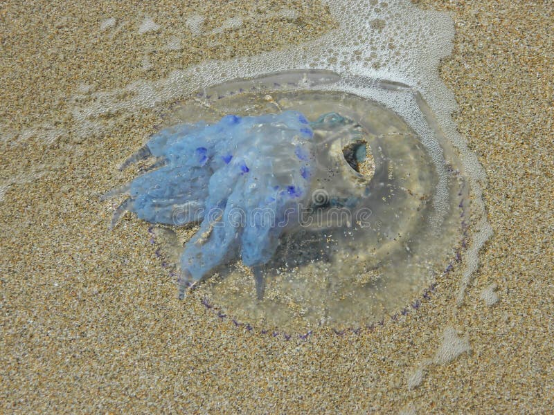 Jellyfish Washed Up On Sea Shore Stock Photo Image of jellyfish
