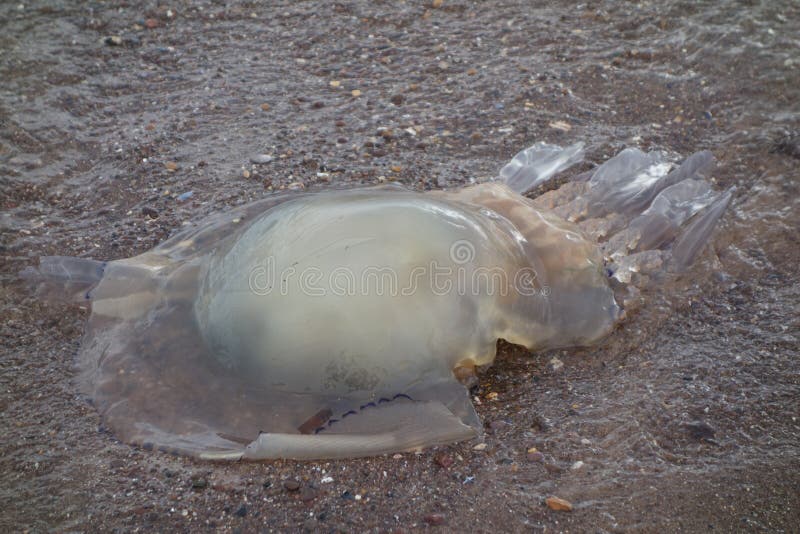Washed Up Jellyfish stock image. Image of creature, aquatic 53388285