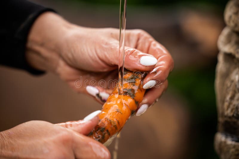 Washing a carrot 🥕 water women arm royalty free stock photography Washing a carrot 🥕 water women arm royalty free stock photography