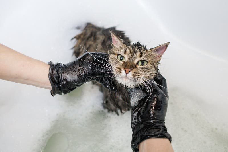Washing the Cat in the Bathroom. Animal Care Procedure Stock Photo Image of hand, cute 268951580