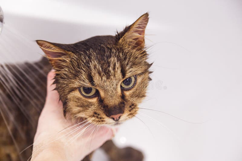 1,170 Angry Cat Bath Images, Stock Photos, 3D objects, & Vectors