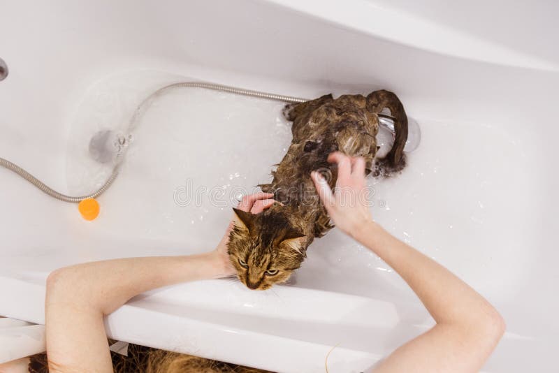 1,170 Angry Cat Bath Images, Stock Photos, 3D objects, & Vectors