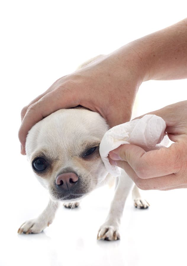 How to Clean a Chihuahua Ears The Best Tips and Tricks I Love Chihuahua