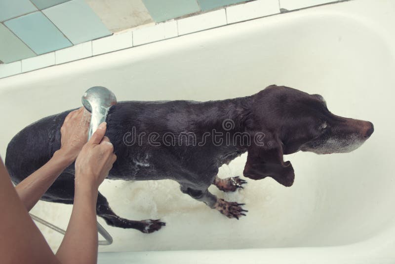 Washing dog