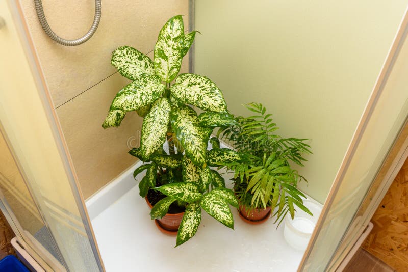 Washing the Leaves of Indoor Plants in the Shower Stock Image Image