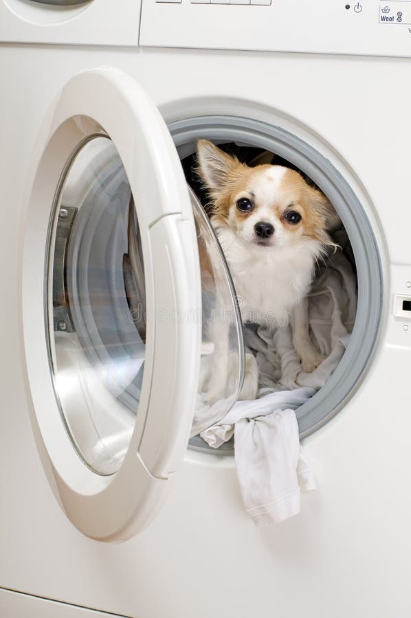 Washing Machine and Dog Inside Stock Photo Image of groomed, canine