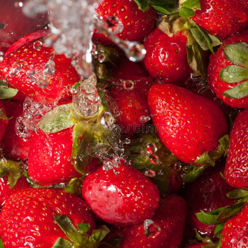 Washing Strawberries Macro D Stock Photo Image of food, macro 52832316