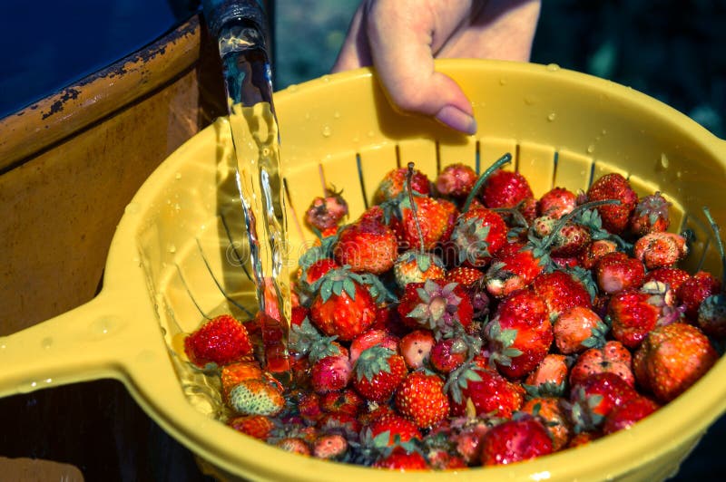 Washing Strawberries in Metal Strainer Stock Photo Image of dessert