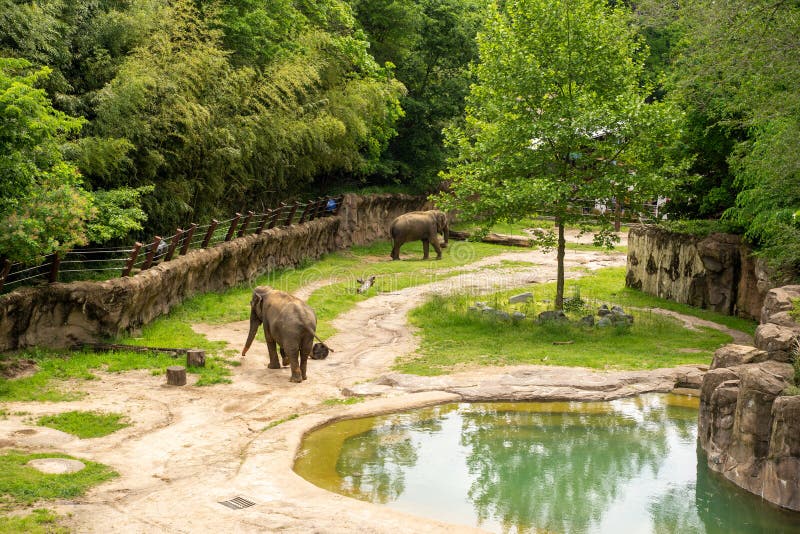 Washington DC - 11 mai 2019 : Les éléphants marchent autour dans leur habitat dans le zoo national de Smithsonien une journée de images libres de droits
