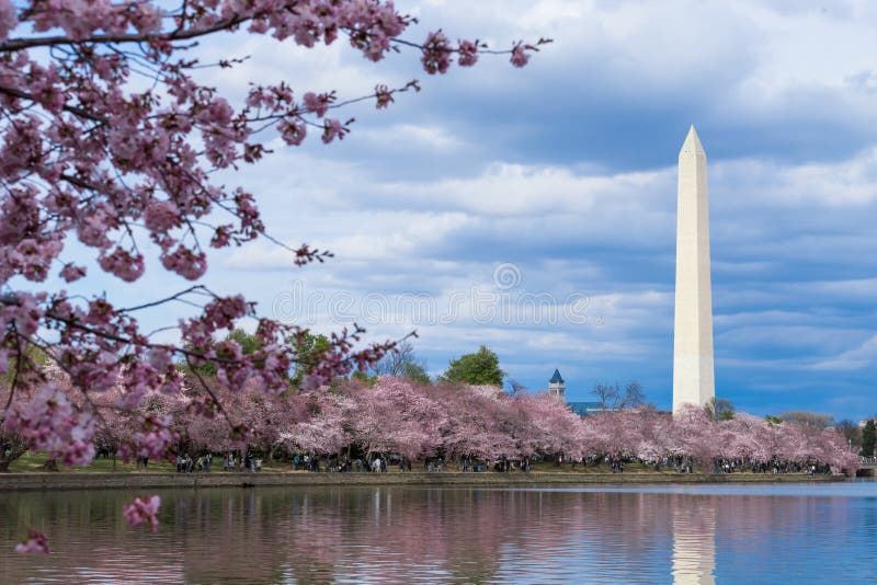 Washington Monument during Cherry Blossom Festival at the tidal basin, Washington DC