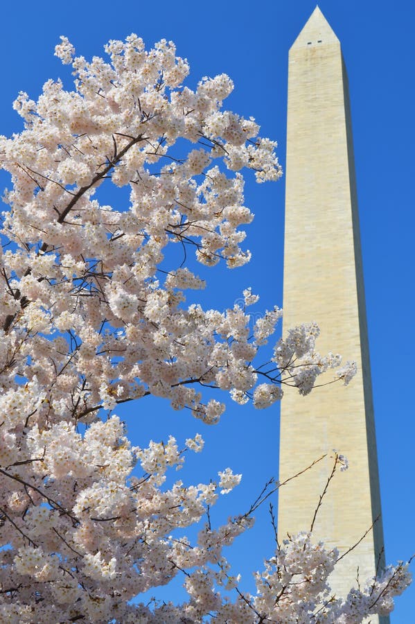 Washington Monument and Cherry Blossom Tree Stock Image Image of buckeye, cookie 57920097