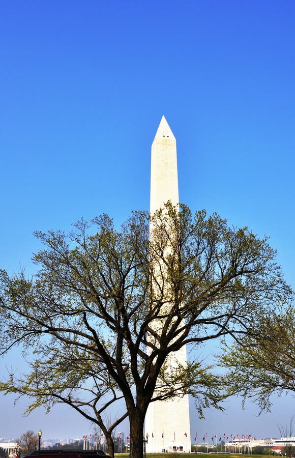 Washington Monument and Coniferous Trees. Stock Image Image of monument, symbol 28683777