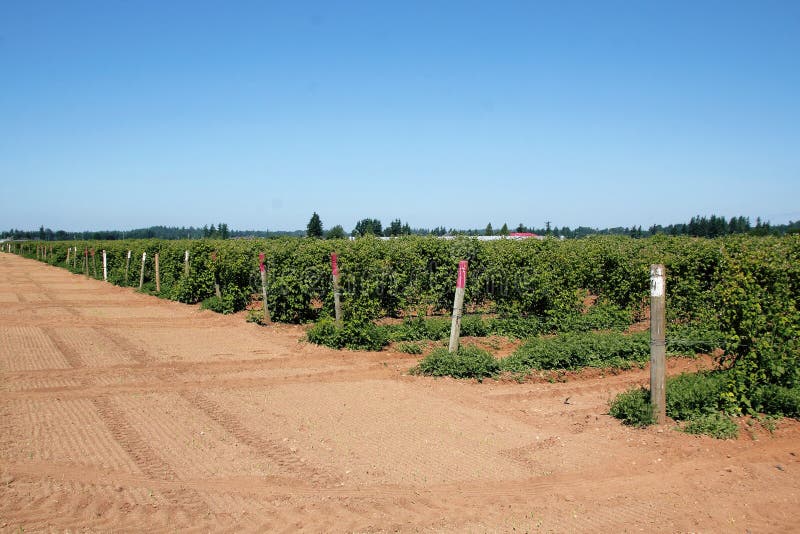 Washington Raspberry Acreage Stock Image Image of acre, green 54781549