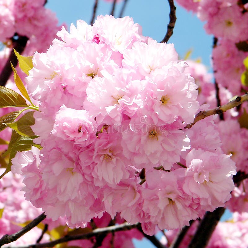 Washington Sakura florece 2010